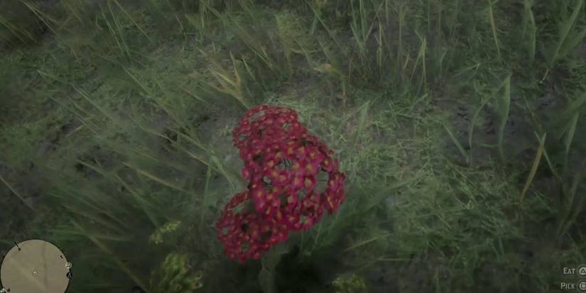 Yarrow Red Dead Online