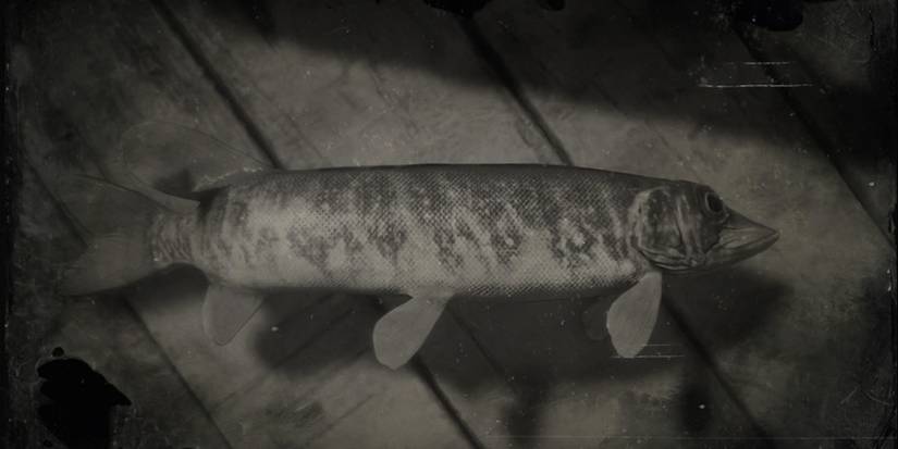 A Redfin Pickerel from Red Dead Online