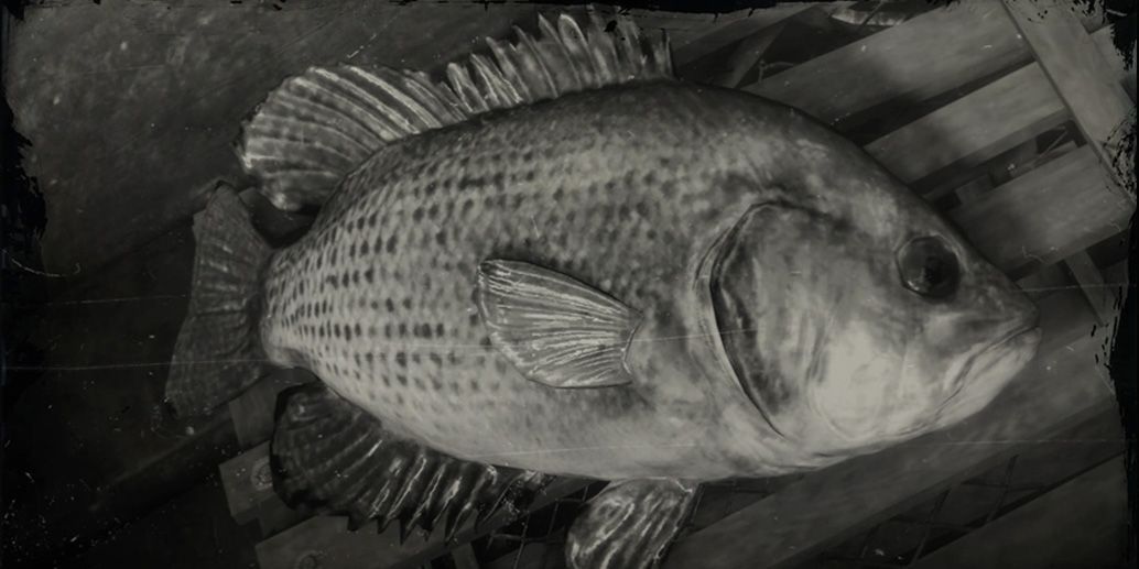 A Rock Bass from Red Dead Online