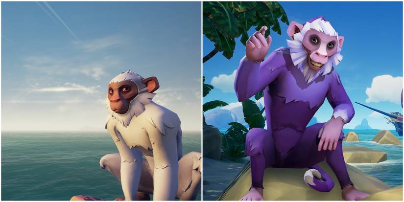 Sea of Thieves Capuchin