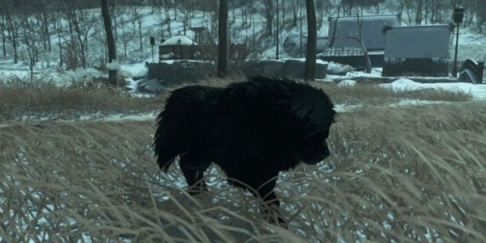 A dog roams in Ghost of Tsushima