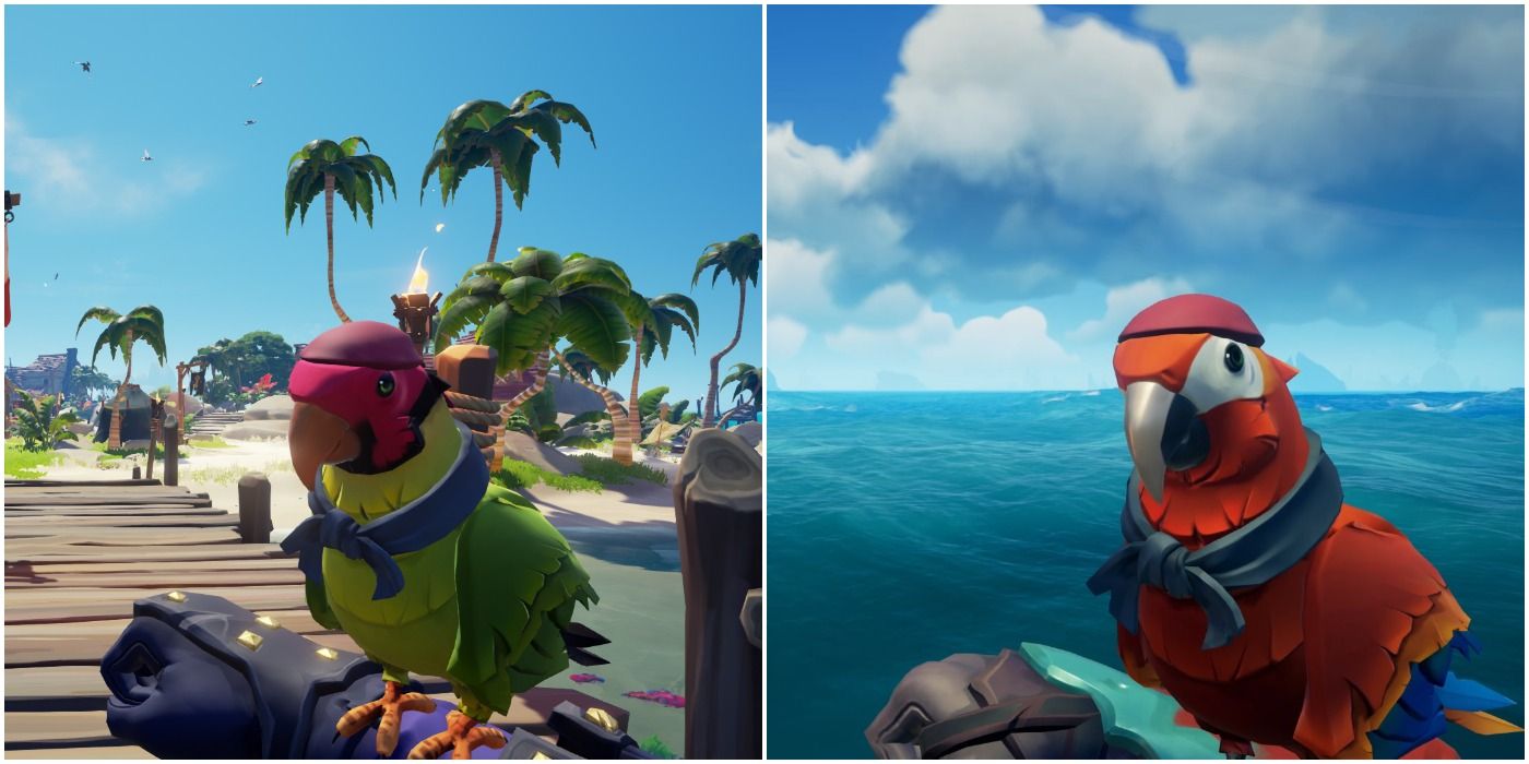 Sea of Thieves Macaw