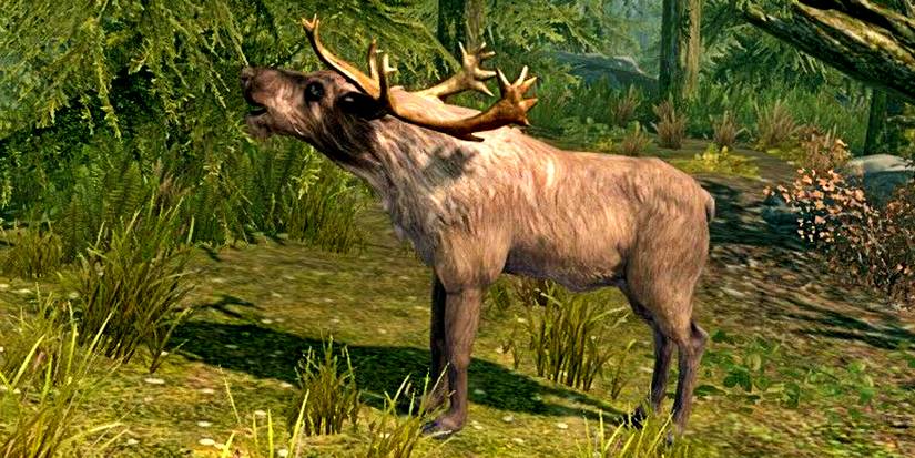 a male elk in the woods performing a mating call