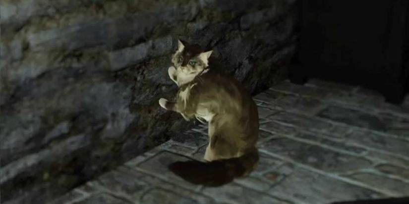 Dark Souls 2 Majula Cat