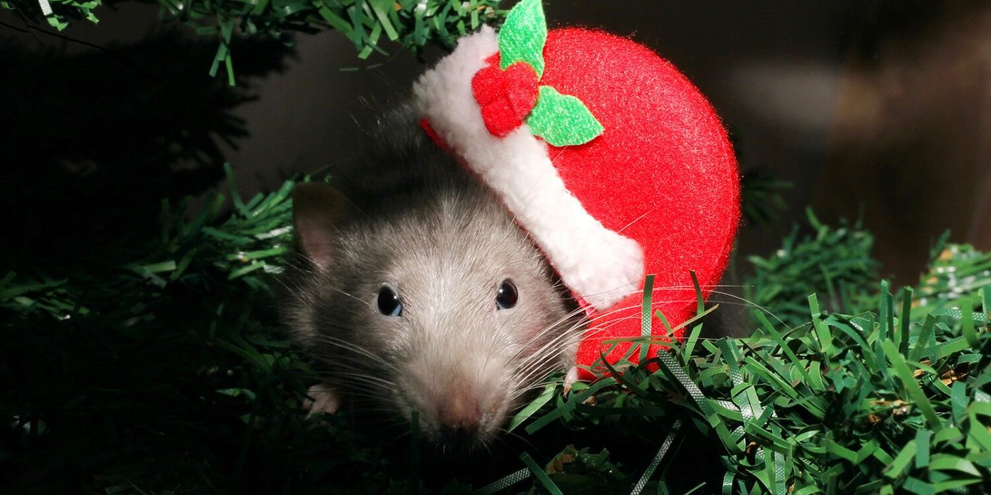 mouse wearing santa hat in christmas tree