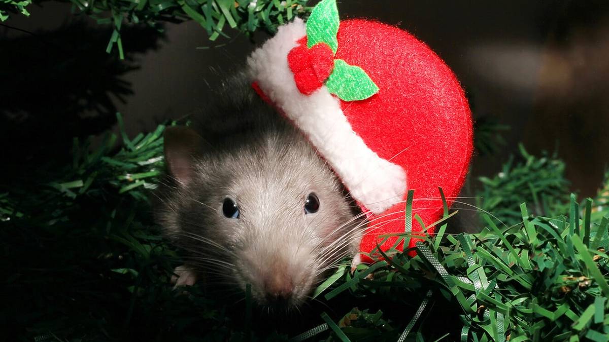 mouse wearing santa hat in christmas tree