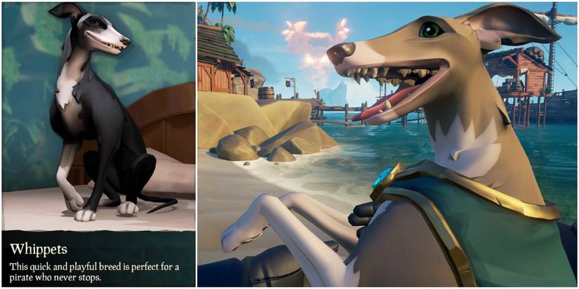 Sea of Thieves Whippet