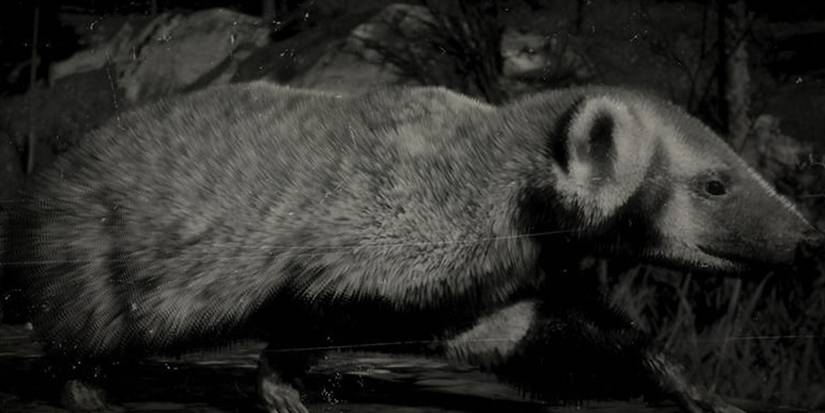 American Badger Red Dead Online