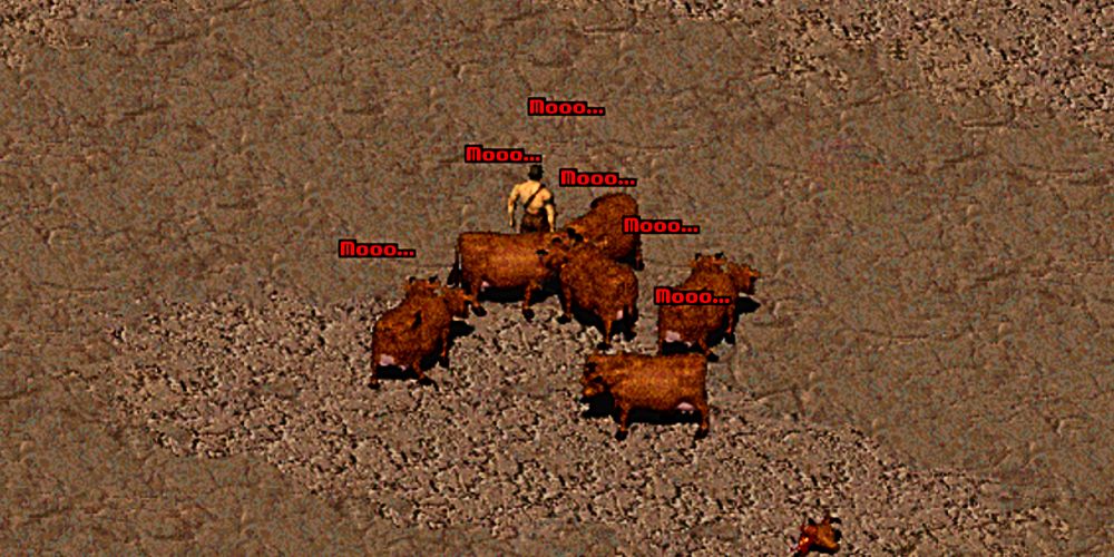 many brahmin mooing around the player in fallout 2's desert