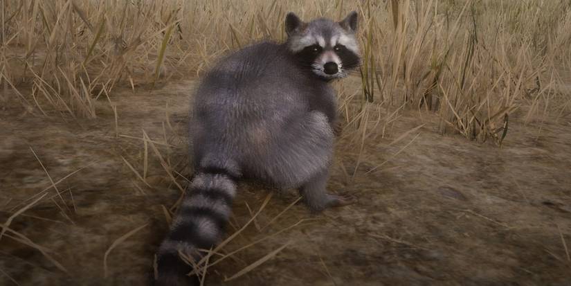 North American Raccoon Red Dead Online
