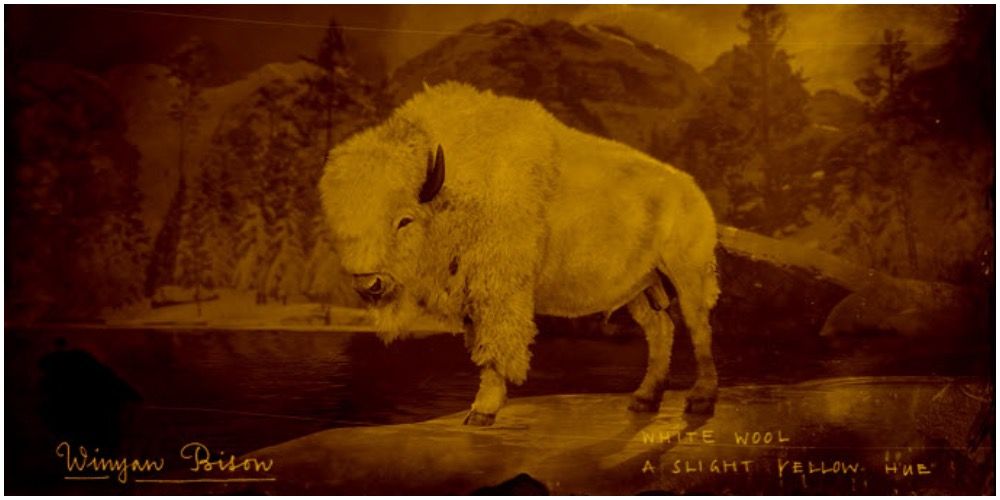 A picture of the Winyan Bison that can be found