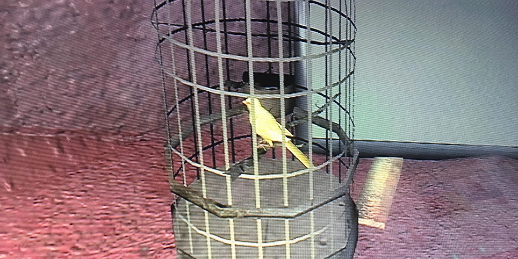 Agent 47's pet canary in Hitman: Blood Money