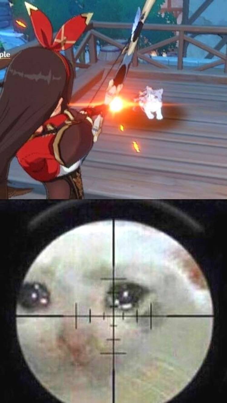 Genshin Impact Cat Meme