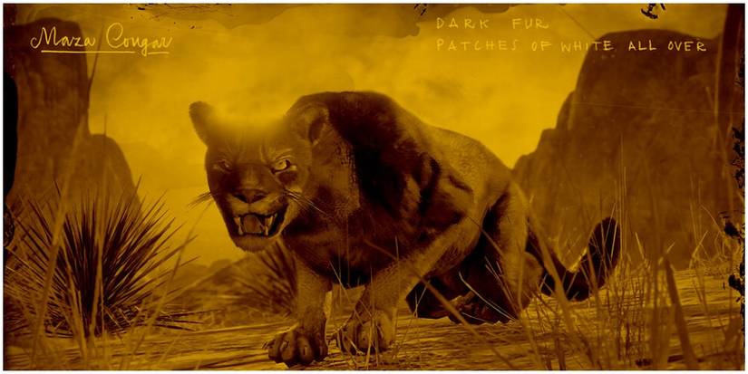 The legendary cougar that can be found in New Austin