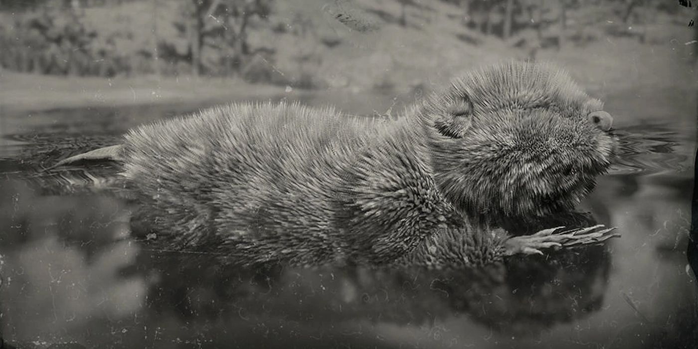 RDR2 LEGENDARY ANIMALS - Beaver