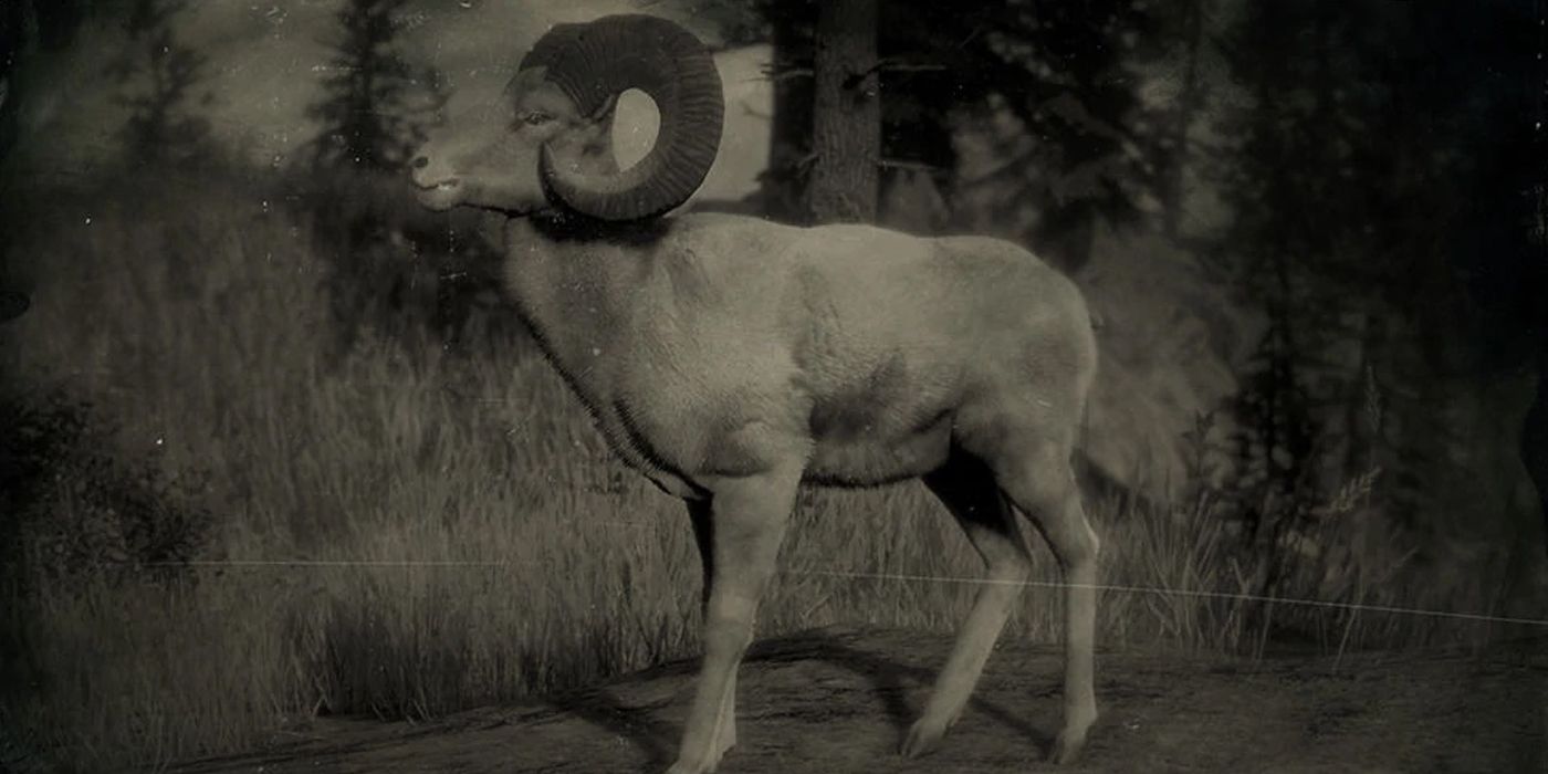 RDR2 LEGENDARY ANIMALS - Bighorn Ram