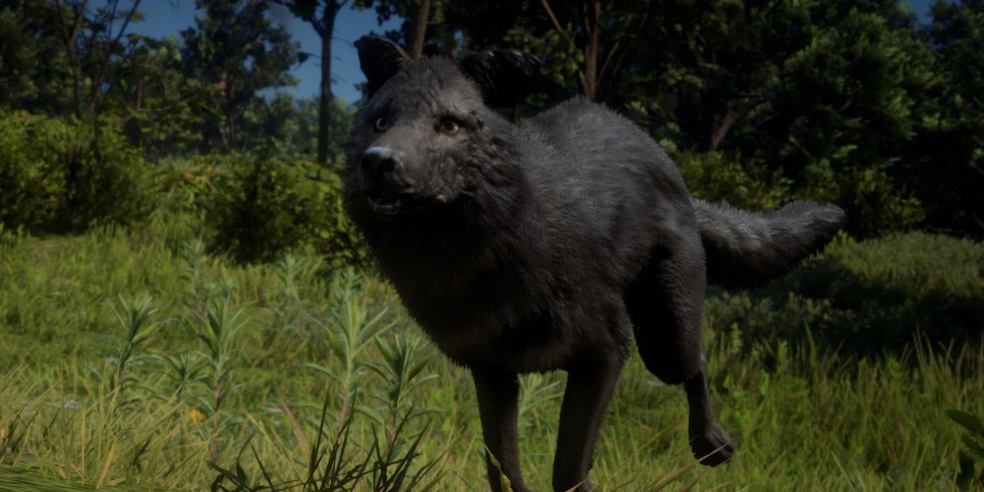 RDR2 LEGENDARY ANIMALS - Coyote