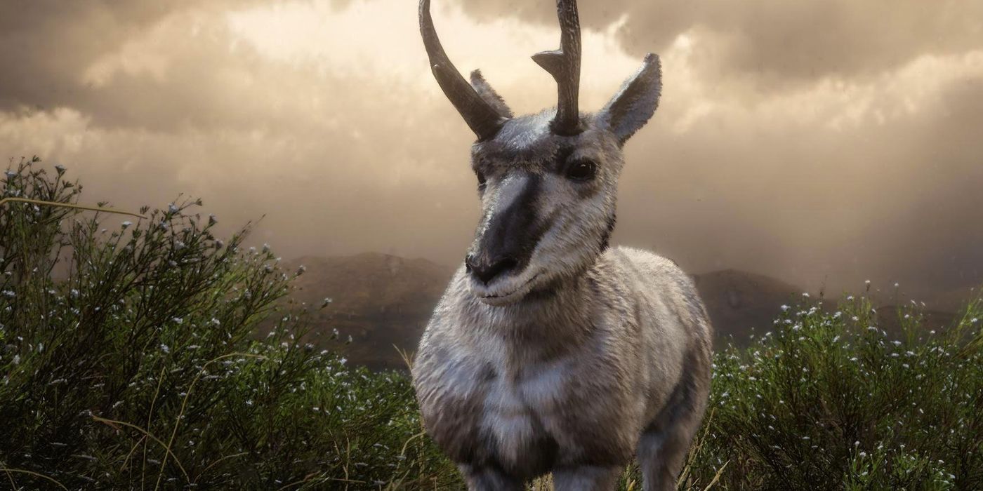 RDR2 LEGENDARY ANIMALS - Pronghorn