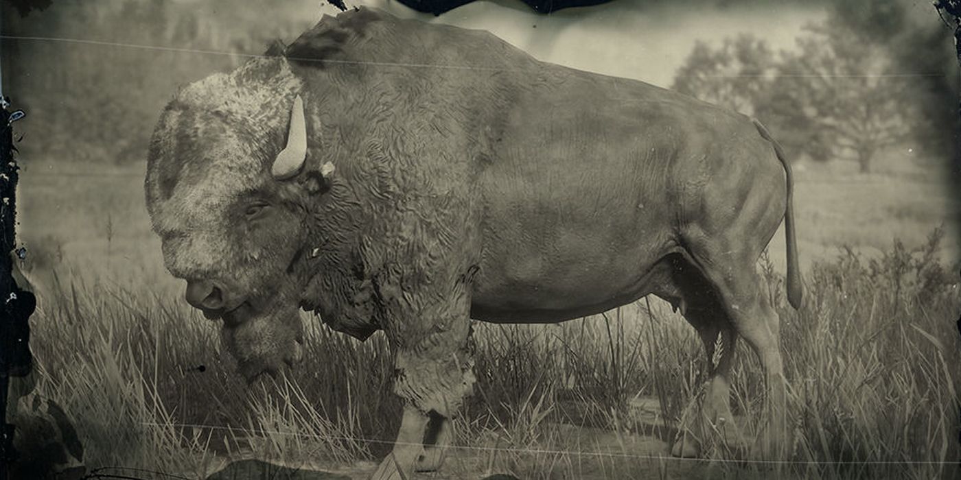 RDR2 LEGENDARY ANIMALS - Tatanka Bison