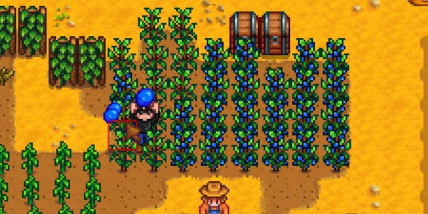Best fall seeds and plants in Stardew Valley