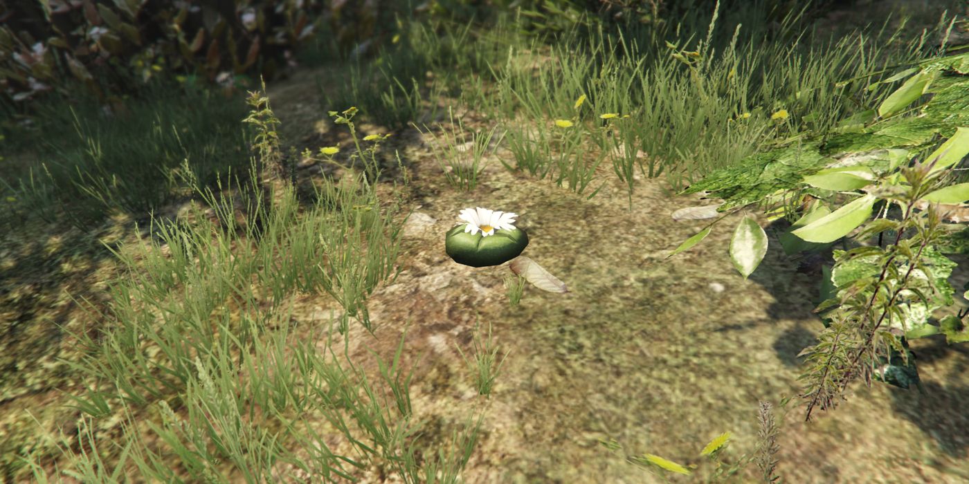 GTA Online Update Brings Back Peyote Plants | Game Rant