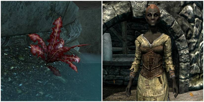 A crimson nirnroot, and Avrusa Sarethi