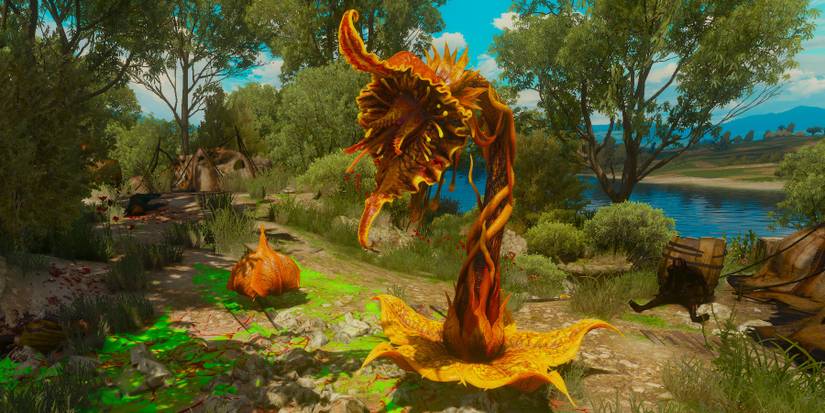 An Archespore with its closed bud in the backgroud