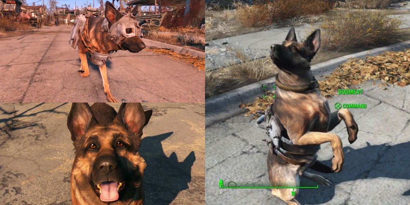 Dogmeat Can Be Equipped With A Range Of Bandanas And Armor In Fallout 4