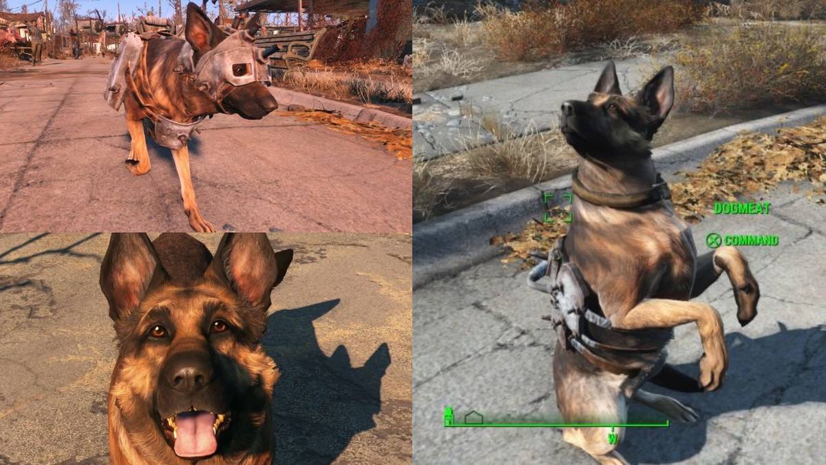 Dogmeat Can Be Equipped With A Range Of Bandanas And Armor In Fallout 4