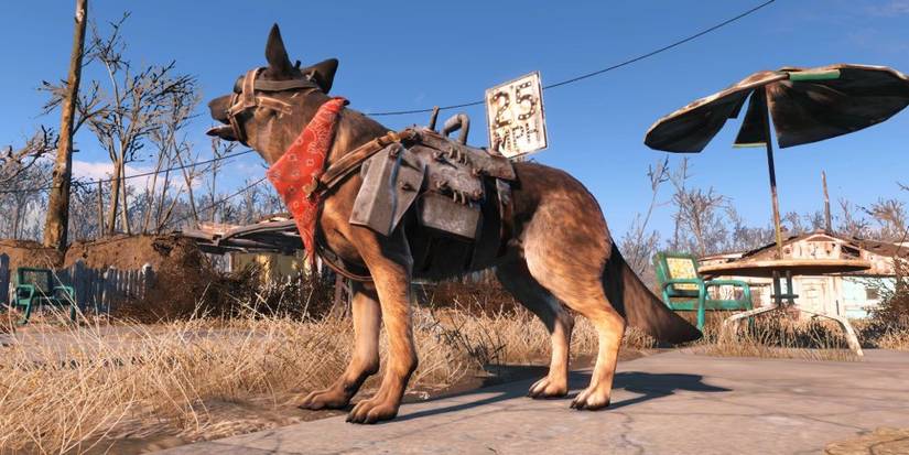 There Are Numerous Cosmetics For Dogmeat In Fallout 4