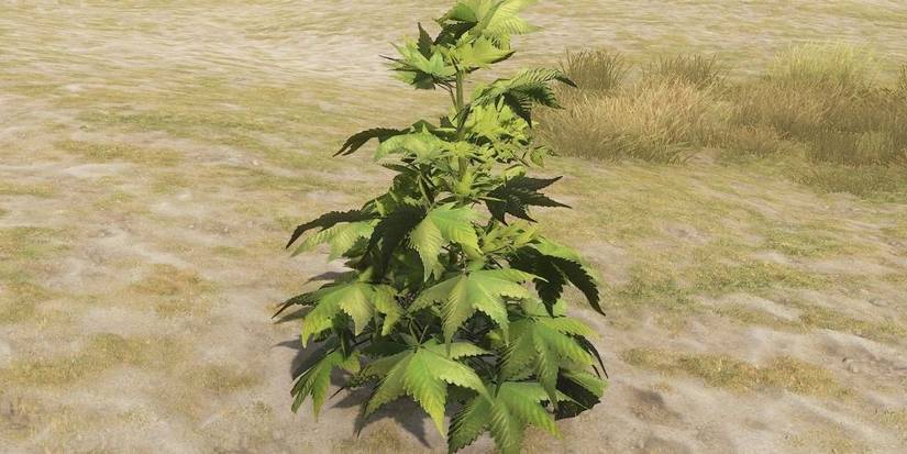 Rust Video Game Hemp Plant for Cloth Farming