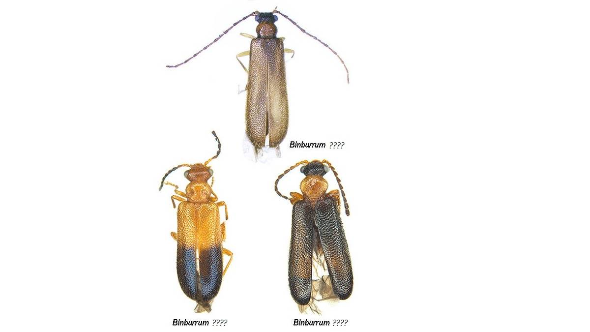 pokemon beetles named