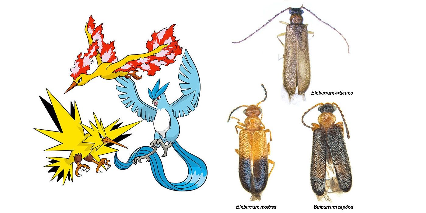 The Binburrum Articuno, Binburrum Moltres &amp; Binburrum Zapdos; 3 species of beetle named after the three legendary birds from the Pokemon series