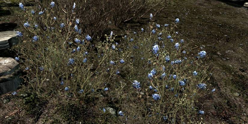 Blue Mountain Flowers in Skyrim