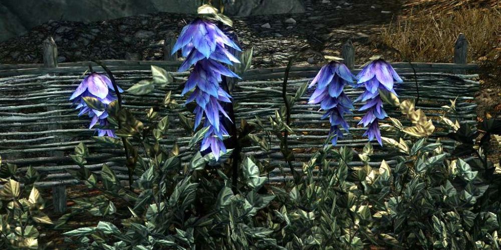 Deathbell plants in Skyrim