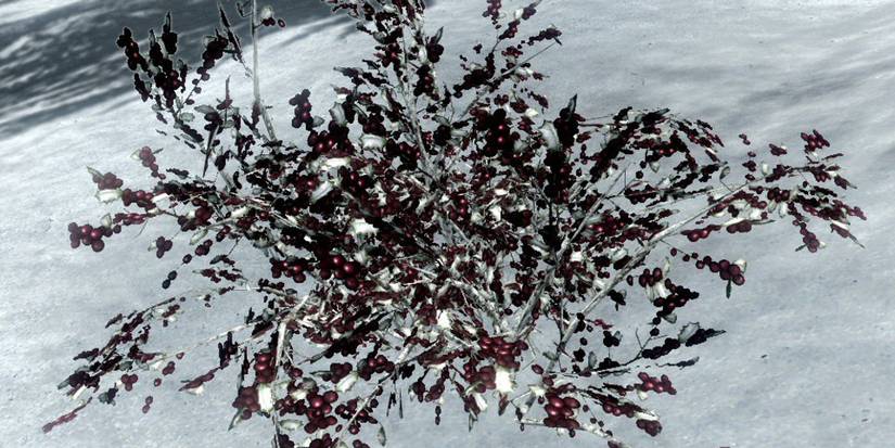 Snowberries in Skyrim