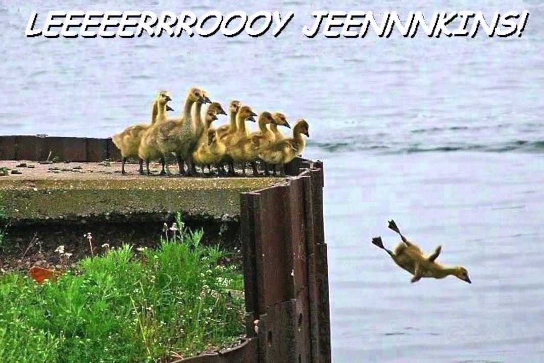 The smallest duckling taking a huge leap while imitating Leeroy Jenkins from World of Warcraft