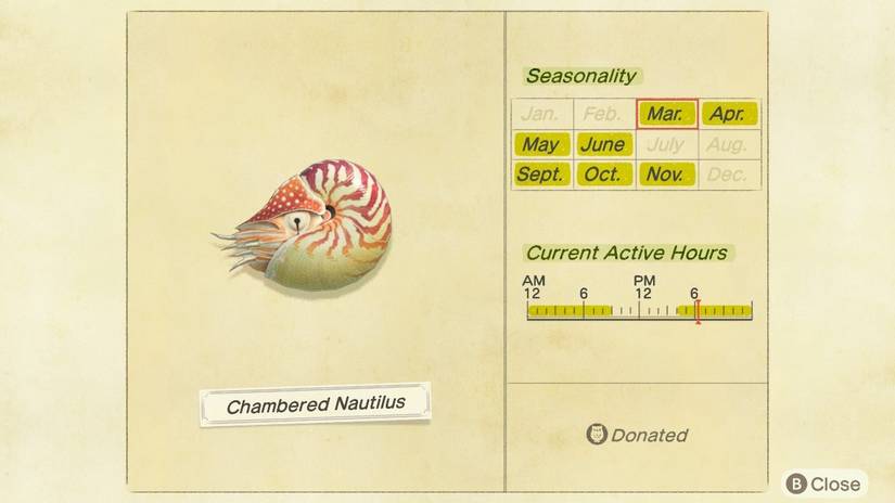 shell nautilus deep sea creature nook phone app