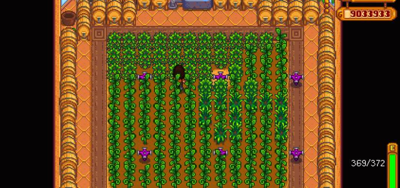 Coffee growing in the greenhouse