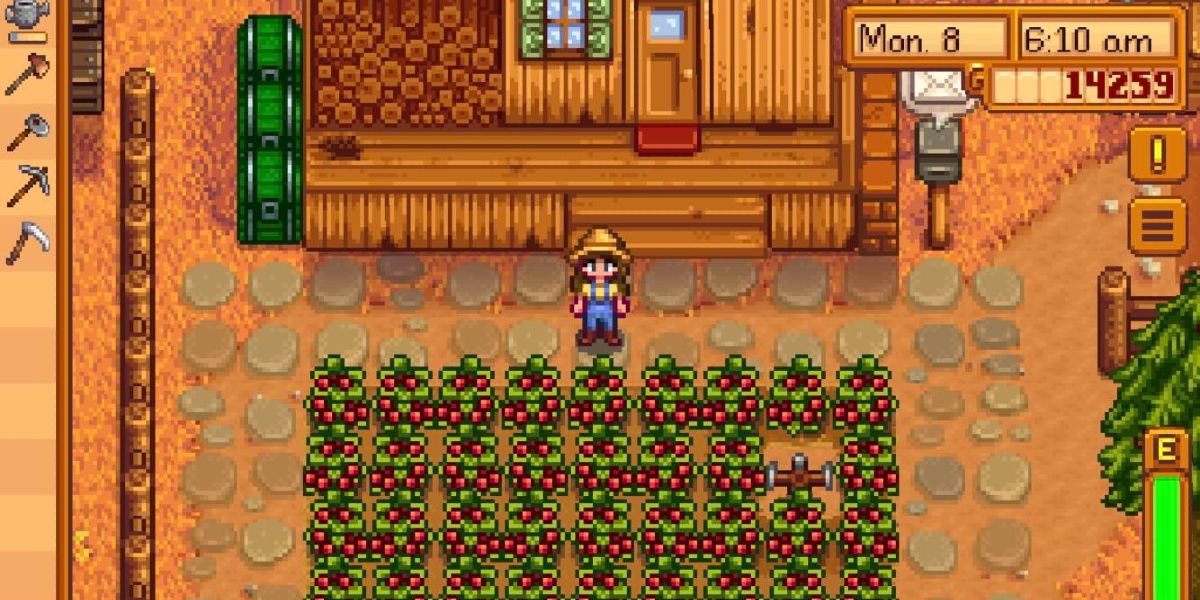 cranberries in stardew valley