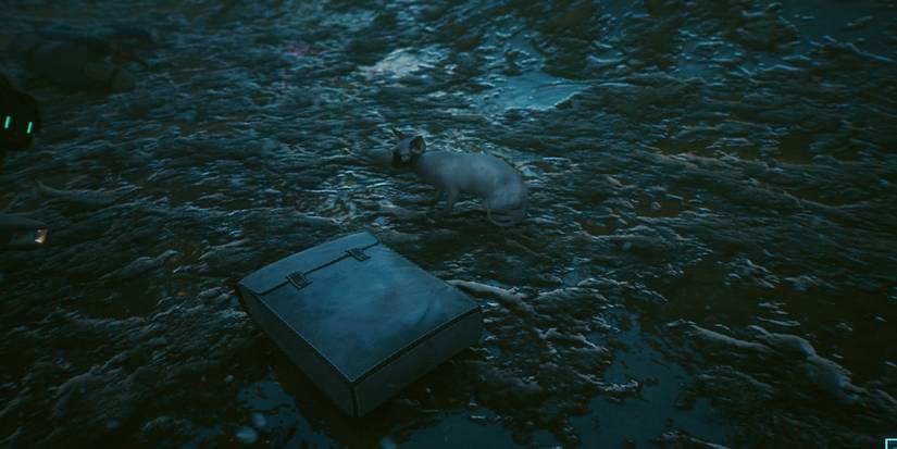 cat from cyberpunk 2077