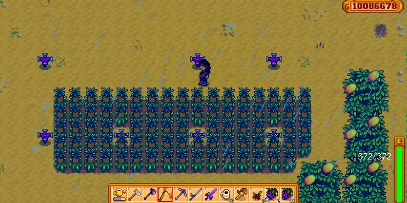 Pineapples growing on Ginger Island