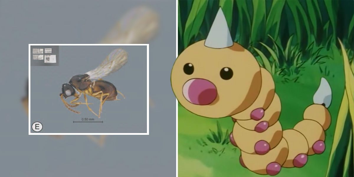 The Stentorceps Weedlei; a species named after the Pokemon Weedle