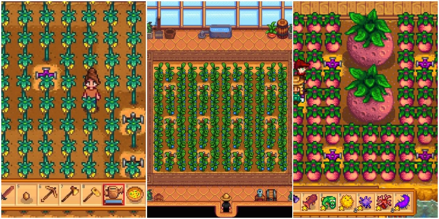 Stardew valley best greenhouse layout fruit trees