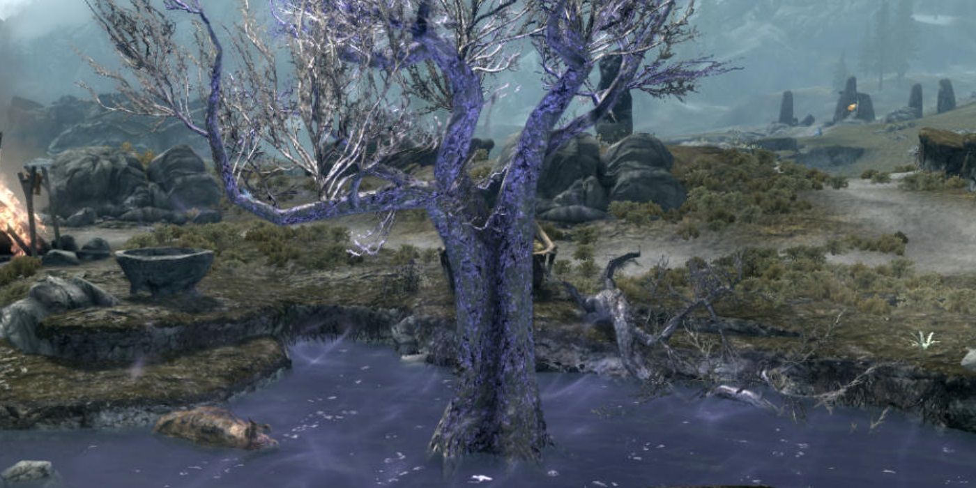 10 Things About The Hist Sleeping Tree