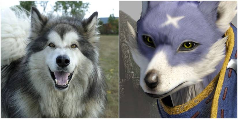 Split Image Of A Palamute & A Malamute