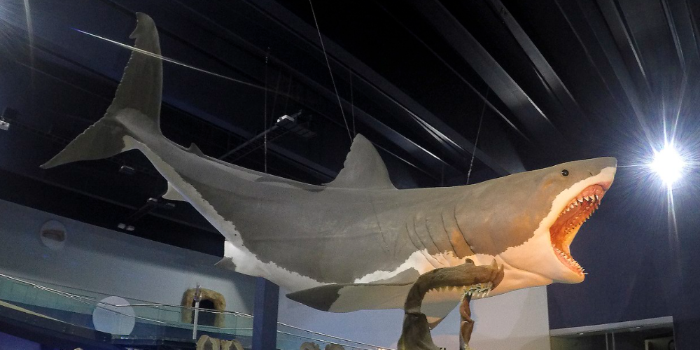 megalodon sculpture suspended by wire.