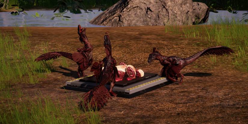 Newly feathered Velociraptors feed in Jurassic World Evolution