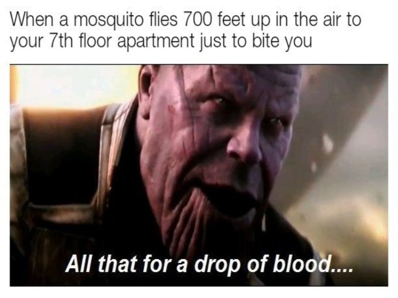 When a mosquito flies 700 feet to the 7th floor apartment to bite you - "all that for a drop of blood?"