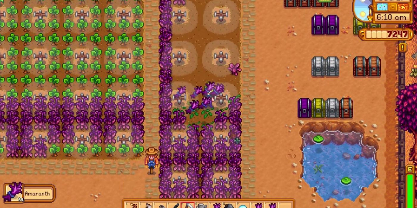 stardew valley amaranth farm with sprinklers organized in squares next to pond